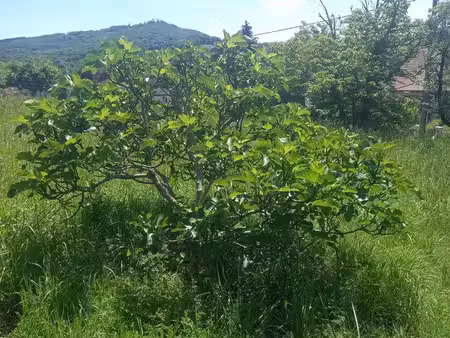 terrain a bâtir