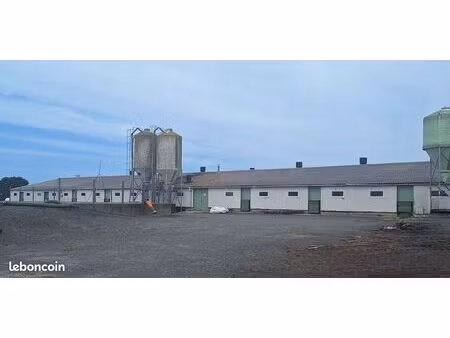 exploitation agricole veaux de boucherie