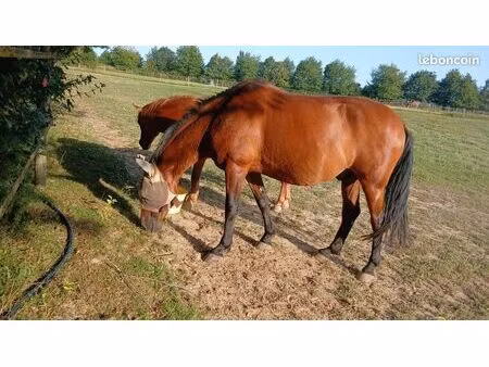 recherche maison avec terrain pour chevaux