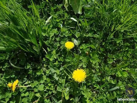 terrain 851 m² buschwiller