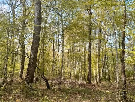 parcelle de bois