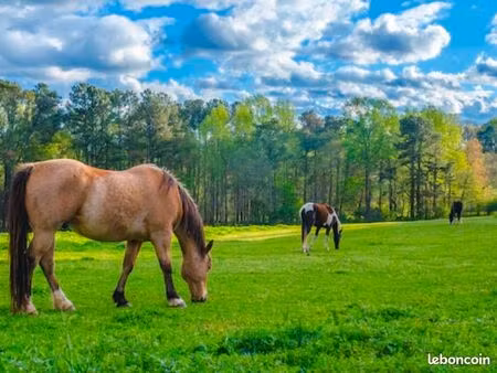recherche terrain pour chevaux