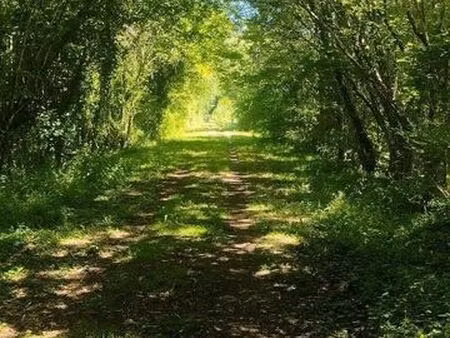 terrain / parcelle de bois