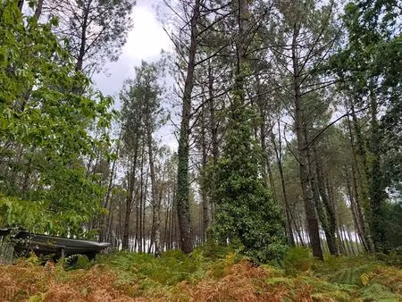 terrain forestier