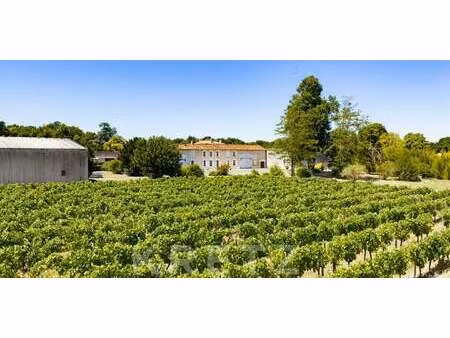 vignoble rouffiac (17)