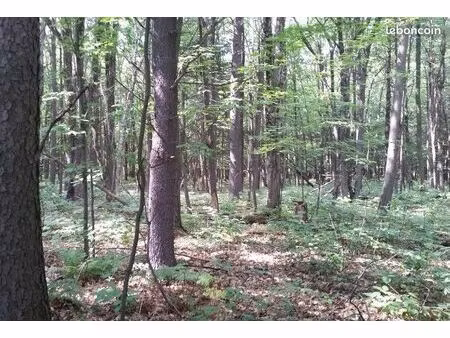 terrains boisés en za de 39a  60 a bavilliers limite urcerey