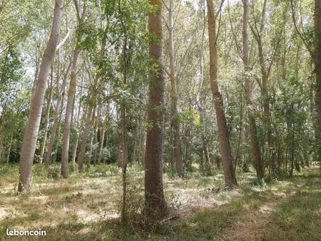 terrain de loisirs - peupleraie à cerelles