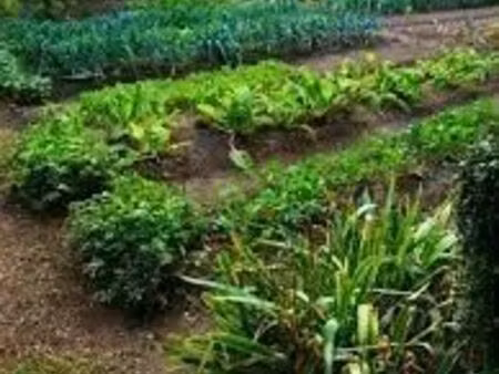 jardin potager location