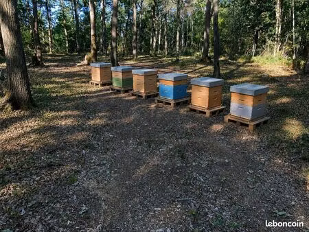parcelle boisée de 1 370 m² en zone naturelle  ideal apiculture