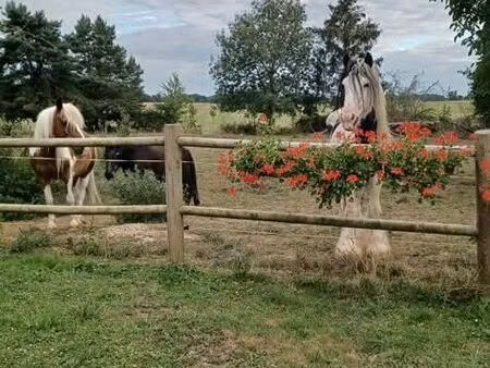 longere avec grand terrain box chevaux
