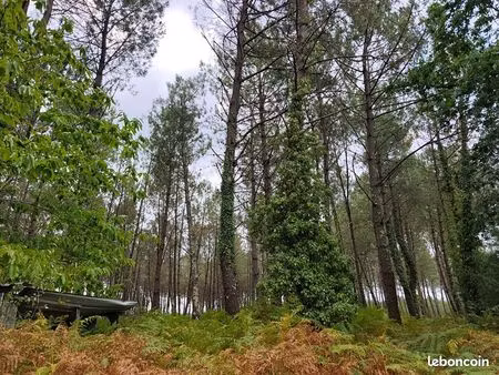 forêt 40 000 m² saint julien en born