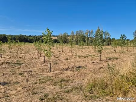 peupleraie 3ha la filhole marmande