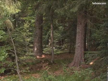 recherche foret ou bois