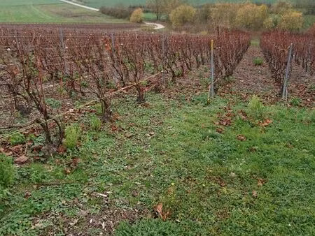 vignes