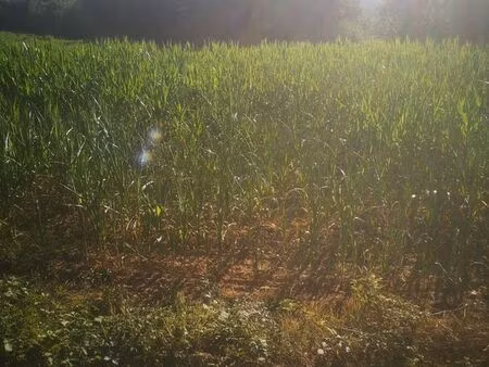 terrain agricole