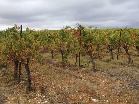vends terrain vigne