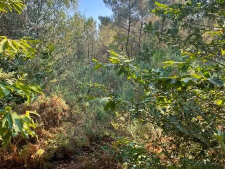 bois  terrain boisé