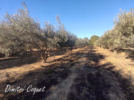 oliveraie à vendre pouzolles 34480