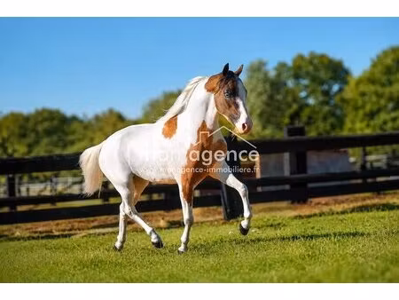 haras d'exception de 12 hectares aux portes du pays de bray
