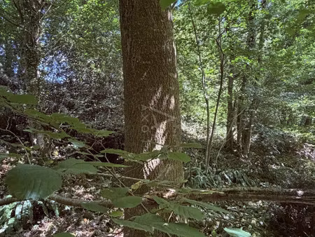 vente terrain boisé – forêt le breuil en auge  11 500€ calvados basse-normandie n°