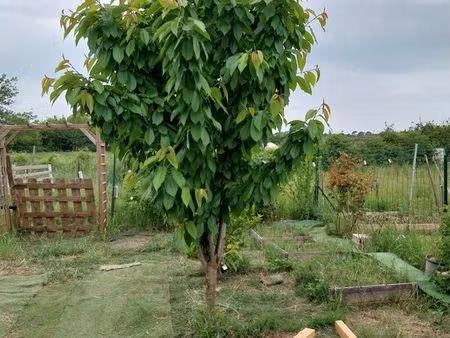 jardin potager 100m2