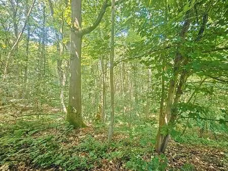 superbe terrain boisé idéalement situé