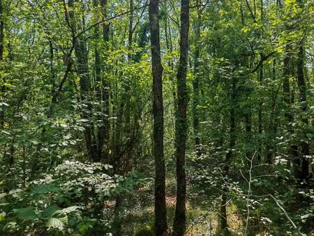 terrain constructible boisé sur 2500m²