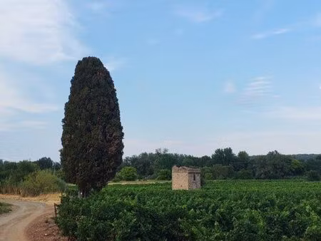 vigne 4.80ha irrigué en bord d’hérault