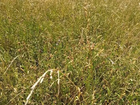 terrain pour fauche (recherche)