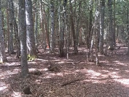 parcelles boisées