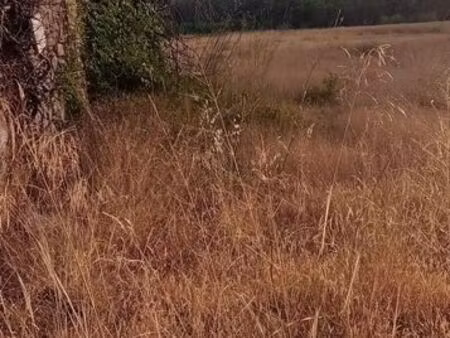 terrain agricole avec cabanon