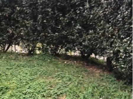 appartement en rez de jardin