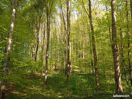 a vendre parcelle forestière aizier