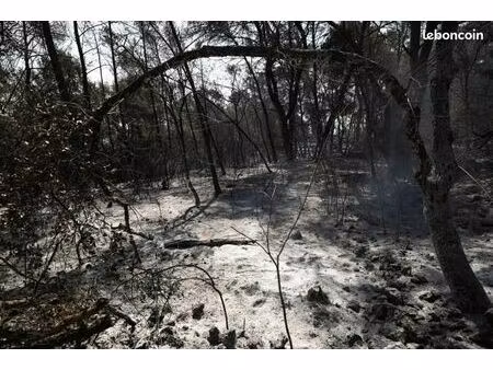 recherche terrain forestier gironde