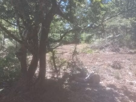 terrain boisé