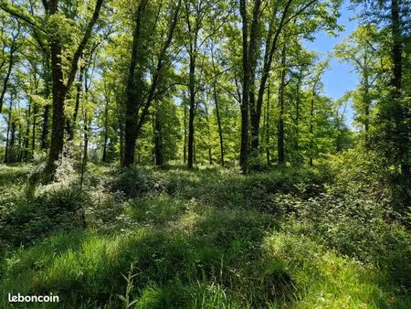 terrain bois de chasse palombiere