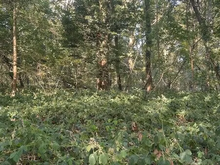 parcelle de bois à vendre