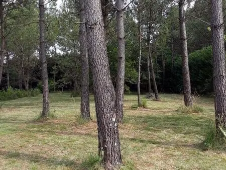 très beau terrain en forêt