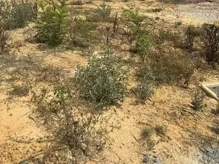 hourtin 33990 terrain à bâtir viabilisé et borné 811 m²