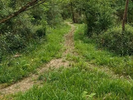 terrain boisé