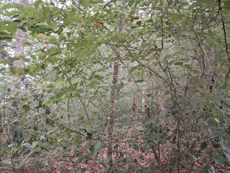 vente terrain à batir à saint paul (87260)  12 000 €