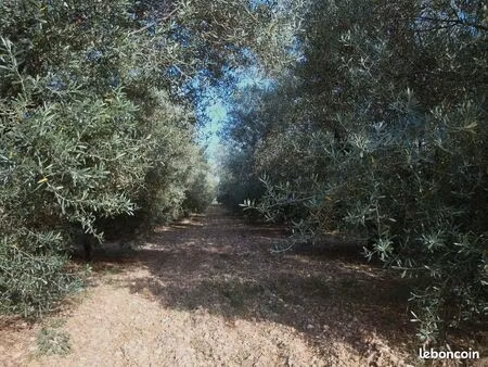 parcelles d'oliviers