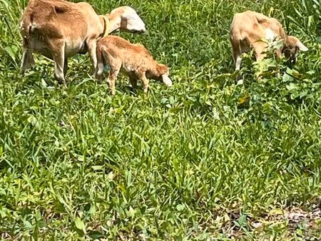 recherche terrain à louer pour 3 moutons