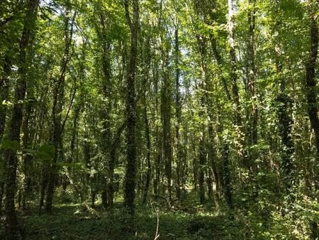 deux parcelles de bois