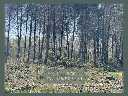 terrain agricole avec pins -friche 5 hectares 53 - gironde (33)