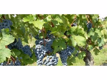 vignoble cairanne (84)