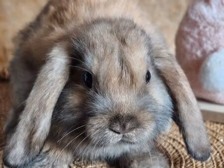 recherche hangar/ grange à louer pour élevage déclaré de lapins nains