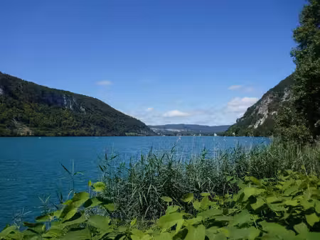 régie immobilière du haut bugey sarl
