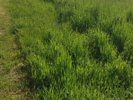 terrain agricole pour chevaux ou maraîchage