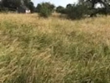 vente terrain 15000 m² à pleumartin (86450)  15 000 €